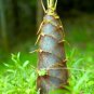 Heirloom Chinese Thin Bamboo Shoots Vegetable  60 Seeds
