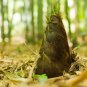 Heirloom Chinese Thin Bamboo Shoots Vegetable  60 Seeds