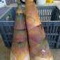 Heirloom Chinese Thin Bamboo Shoots Vegetable 60 Seeds