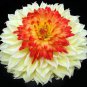 Heirloom Rare Different Types of Dahlia Flower Hybrid 100 Seeds
