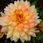 Heirloom Rare Different Types of Dahlia Flower Hybrid 100 Seeds