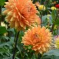 Heirloom Rare Different Types of Dahlia Flower Hybrid 100 Seeds