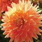 Heirloom Rare Different Types of Dahlia Flower Hybrid 100 Seeds