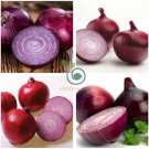 Red Creole Onion Vegetables 200 Seeds
