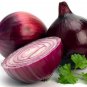 Red Creole Onion Vegetables 200 Seeds