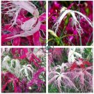 Rare Beautiful 'long hair' Mixed Dianthus Annual Flowers mixed red pink white  100 Seeds