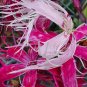 Rare Beautiful 'long hair' Mixed Dianthus Annual Flowers mixed red pink white  100 Seeds