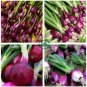 Salad Bunching Red Mate Onion Vegetables  200 Seeds