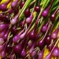 Salad Bunching Red Mate Onion Vegetables  200 Seeds