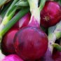 Salad Bunching Red Mate Onion Vegetables  200 Seeds