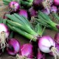 Salad Bunching Red Mate Onion Vegetables 200 Seeds