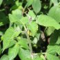Fresh Perennial Physalis Cape Gooseberry 100 Seeds