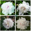 Rare 'Swan velvet' White Peony Purple Heart Flower 10 Seeds