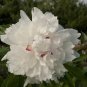 Rare 'Swan velvet' White Peony Purple Heart Flower 10 Seeds