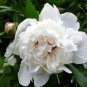 Rare 'Swan velvet' White Peony Purple Heart Flower 10 Seeds