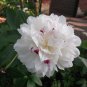 Rare 'Swan velvet' White Peony Purple Heart Flower 10 Seeds