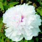 Rare 'Swan velvet' White Peony Purple Heart Flower 10 Seeds