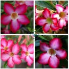 Thai 'embroidery' Adenium Desert Rose 4 Seeds