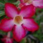 Thai 'embroidery' Adenium Desert Rose 4 Seeds
