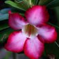 Thai 'embroidery' Adenium Desert Rose 4 Seeds
