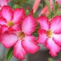 Thai 'embroidery' Adenium Desert Rose 4 Seeds