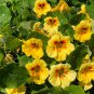 Nasturtium - Peach Melba 16 Seeds