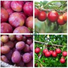 Rare Pink Plum Shrub Fruit  20 Seeds