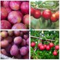 Rare Pink Plum Shrub Fruit  20 Seeds