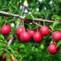 Rare Pink Plum Shrub Fruit  20 Seeds