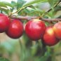 Rare Pink Plum Shrub Fruit  20 Seeds