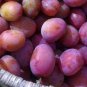 Rare Pink Plum Shrub Fruit  20 Seeds