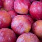 Rare Pink Plum Shrub Fruit 20 Seeds