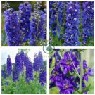 Purple Delphinium x Cultorum 'Tall Black Knight' Flower  100 Seeds