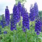 Purple Delphinium x Cultorum 'Tall Black Knight' Flower 100 Seeds