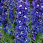 Purple Delphinium x Cultorum 'Tall Black Knight' Flower 100 Seeds