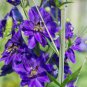 Purple Delphinium x Cultorum 'Tall Black Knight' Flower 100 Seeds