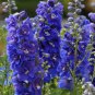 Purple Delphinium x Cultorum 'Tall Black Knight' Flower 100 Seeds