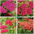 Red Achillea Millefolium Common Yarrow Flower  100 Seeds