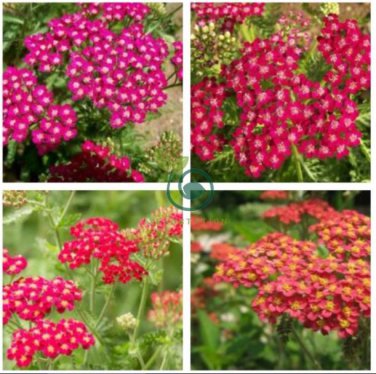 Red Achillea Millefolium Common Yarrow Flower  100 Seeds