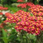 Red Achillea Millefolium Common Yarrow Flower 100 Seeds