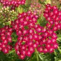 Red Achillea Millefolium Common Yarrow Flower 100 Seeds