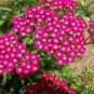 Red Achillea Millefolium Common Yarrow Flower 100 Seeds