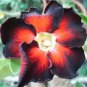 'Black Fire' Adenium Obesum 4 Seeds