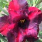 'Black Fire' Adenium Obesum 4 Seeds
