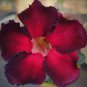 'Black Fire' Adenium Obesum 4 Seeds