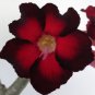 'Black Fire' Adenium Obesum 4 Seeds
