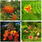 Caesalpinia Pulcherrima  60 Seeds