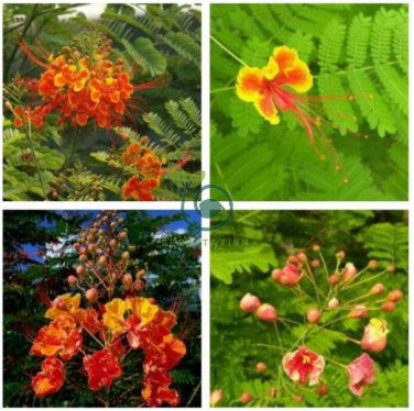 Caesalpinia Pulcherrima  60 Seeds