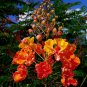 Caesalpinia Pulcherrima  60 Seeds