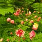 Caesalpinia Pulcherrima  60 Seeds